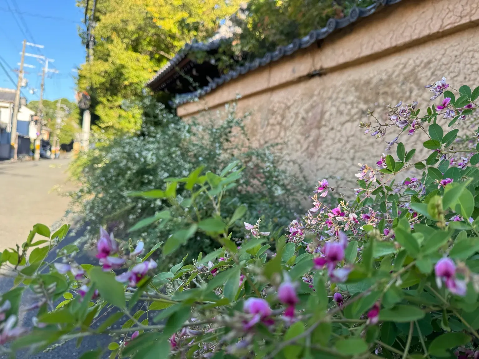 Flowers beside an earthen wall at Yoshidayama, photographed on an unknown date